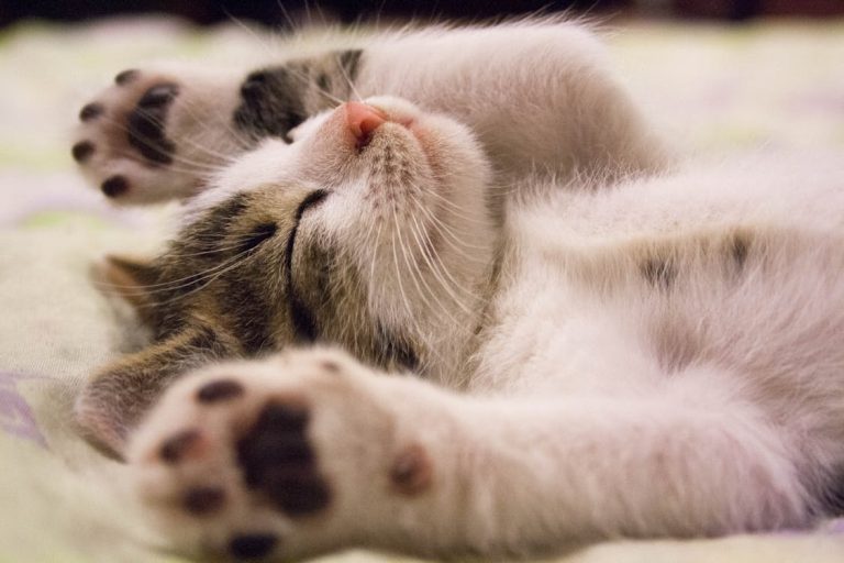 The Benefits of Having Cats: Why Felines Make the Perfect Companions