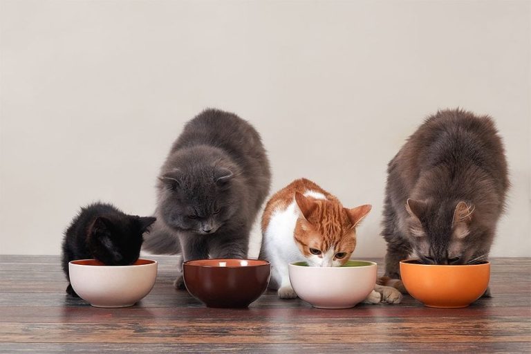 Good Cat Treats to Help Your Cat Relax