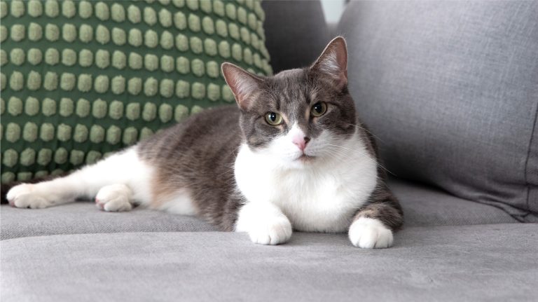 The Guidelines for Indoor Cats