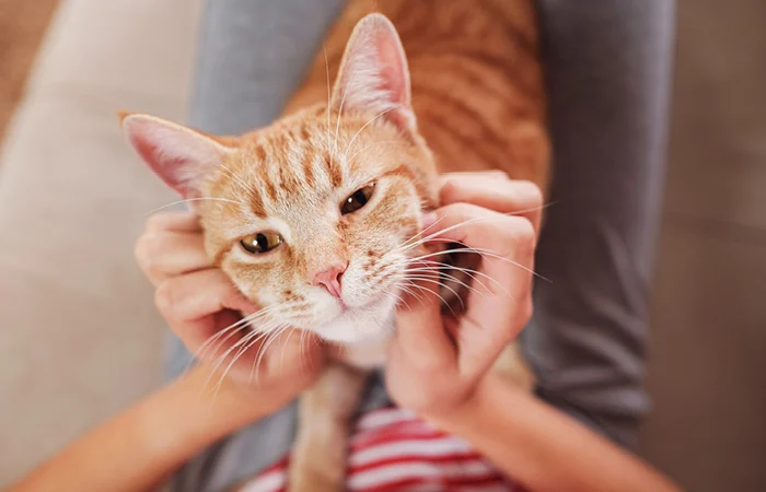 A manual for comprehending the actions of cats