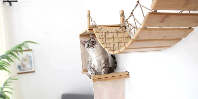 Constructing Your Own Cat Obstacle Course (As well as Do-It-Yourself Cat Wall Playground Ideas)