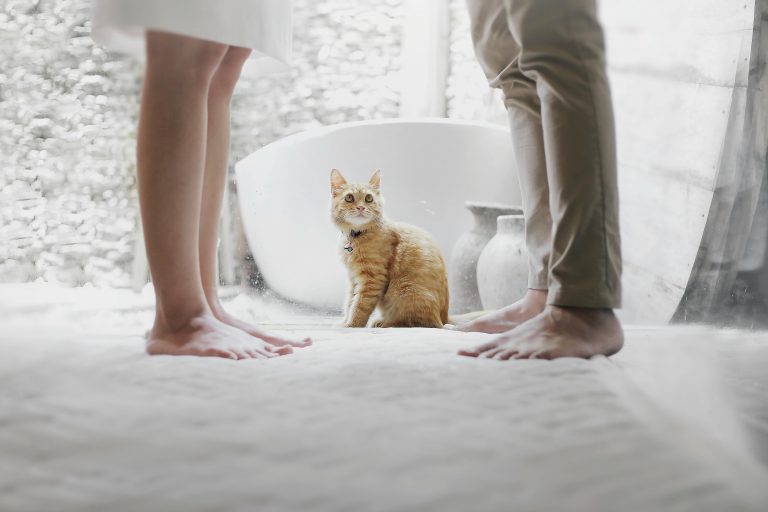 Understanding Your Feline Friend: From Meows to Purrs
